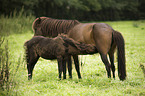 standing Icelandic horse