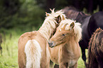 Icelandic horse