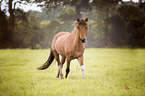 trotting Icelandic Horse
