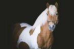 Icelandic Horse portrait