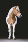 standing Icelandic Horse