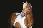 Icelandic Horse portrait