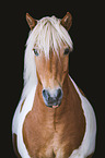 Icelandic Horse portrait