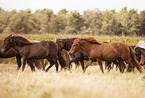 Icelandic Horses
