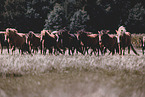 walking Icelandic Horses