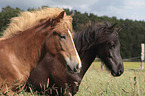 Icelandic Horse portrait
