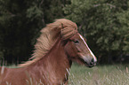 Icelandic Horse portrait