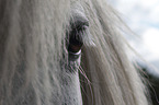 Icelandic Horse