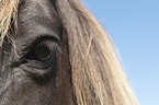 Icelandic Horse