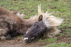 lying Icelandic Horse