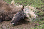 lying Icelandic Horse