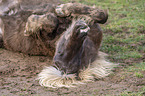 lying Icelandic Horse