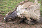 lying Icelandic Horse