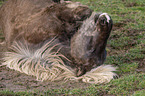 lying Icelandic Horse