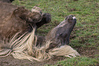 lying Icelandic Horse