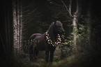 standing Icelandic Horse