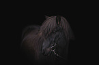Icelandic Horse portrait