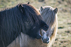 yawning Icelandic Horse