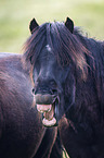 yawning Icelandic Horse