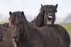 yawning Icelandic Horse