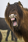 yawning Icelandic Horse