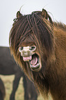 yawning Icelandic Horse