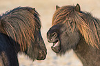 yawning Icelandic Horse