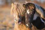 yawning Icelandic Horse