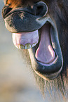 yawning Icelandic Horse