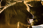 yawning Icelandic Horse