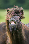 flehming Icelandic Horse