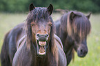 yawning Icelandic Horse