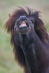 flehming Icelandic Horse