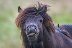 flehming Icelandic Horse