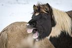 yawning Icelandic Horse