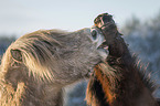 Icelandic Horses portrait
