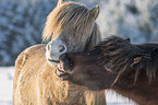 Icelandic Horses portrait