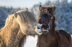 Icelandic Horses portrait