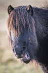 yawning Icelandic Horse