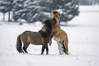 playing Icelandic Horses