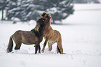 playing Icelandic Horses