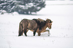 playing Icelandic Horses