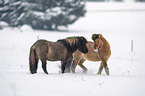 playing Icelandic Horses