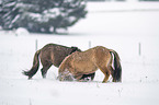 playing Icelandic Horses