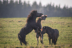 Icelandic Horses