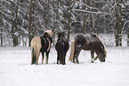 standing Icelandic Horses
