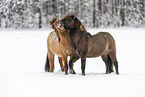 playing Icelandic Horses