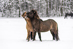 playing Icelandic Horses