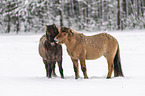 standing Icelandic Horses