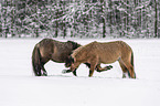 playing Icelandic Horses